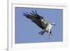 Osprey Landing with Fish in it's Talons-Hal Beral-Framed Photographic Print