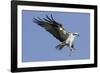 Osprey Landing with Fish in it's Talons-Hal Beral-Framed Photographic Print