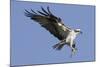 Osprey Landing with Fish in it's Talons-Hal Beral-Mounted Photographic Print