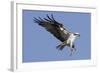 Osprey Landing with Fish in it's Talons-Hal Beral-Framed Photographic Print