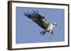 Osprey Landing with Fish in it's Talons-Hal Beral-Framed Photographic Print