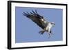 Osprey Landing with Fish in it's Talons-Hal Beral-Framed Photographic Print