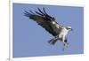 Osprey Landing with Fish in it's Talons-Hal Beral-Framed Photographic Print
