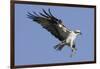 Osprey Landing with Fish in it's Talons-Hal Beral-Framed Photographic Print