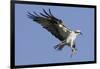 Osprey Landing with Fish in it's Talons-Hal Beral-Framed Photographic Print