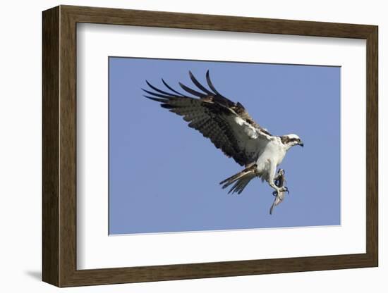 Osprey Landing with Fish in it's Talons-Hal Beral-Framed Photographic Print