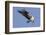 Osprey Landing with Fish in it's Talons-Hal Beral-Framed Photographic Print