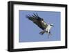 Osprey Landing with Fish in it's Talons-Hal Beral-Framed Photographic Print