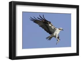 Osprey Landing with Fish in it's Talons-Hal Beral-Framed Photographic Print