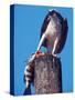 Osprey on Post with Fish-Charles Sleicher-Stretched Canvas
