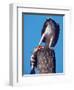 Osprey on Post with Fish-Charles Sleicher-Framed Photographic Print
