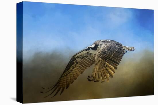 Osprey over Pickwick-Jai Johnson-Stretched Canvas