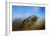 Osprey over Pickwick-Jai Johnson-Framed Premium Giclee Print