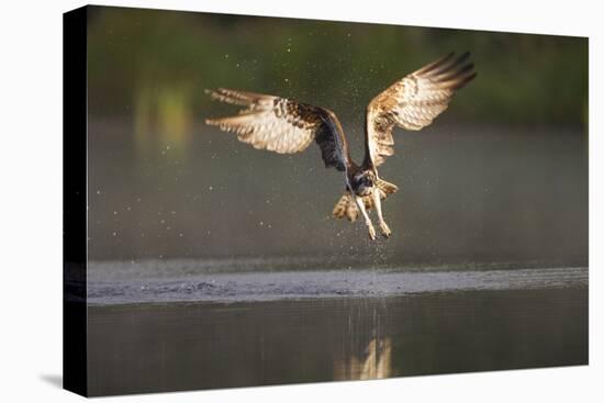 Osprey (Pandion Haliaeetus) Fishing at Dawn, Cairngorms Np, Highland, Scotland, UK, July-Peter Cairns-Stretched Canvas