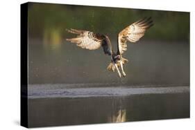 Osprey (Pandion Haliaeetus) Fishing at Dawn, Cairngorms Np, Highland, Scotland, UK, July-Peter Cairns-Stretched Canvas