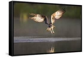 Osprey (Pandion Haliaeetus) Fishing at Dawn, Cairngorms Np, Highland, Scotland, UK, July-Peter Cairns-Framed Stretched Canvas