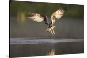 Osprey (Pandion Haliaeetus) Fishing at Dawn, Cairngorms Np, Highland, Scotland, UK, July-Peter Cairns-Stretched Canvas