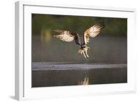 Osprey (Pandion Haliaeetus) Fishing at Dawn, Cairngorms Np, Highland, Scotland, UK, July-Peter Cairns-Framed Photographic Print