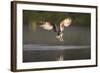 Osprey (Pandion Haliaeetus) Fishing at Dawn, Cairngorms Np, Highland, Scotland, UK, July-Peter Cairns-Framed Photographic Print