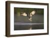 Osprey (Pandion Haliaeetus) Fishing at Dawn, Cairngorms Np, Highland, Scotland, UK, July-Peter Cairns-Framed Photographic Print