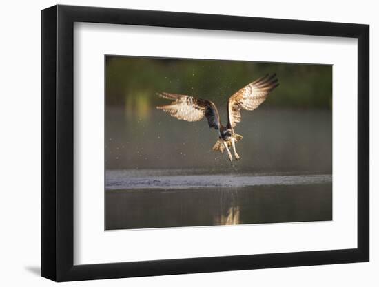 Osprey (Pandion Haliaeetus) Fishing at Dawn, Cairngorms Np, Highland, Scotland, UK, July-Peter Cairns-Framed Photographic Print