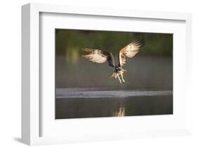 Osprey (Pandion Haliaeetus) Fishing at Dawn, Cairngorms Np, Highland, Scotland, UK, July-Peter Cairns-Framed Photographic Print