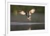 Osprey (Pandion Haliaeetus) Fishing at Dawn, Cairngorms Np, Highland, Scotland, UK, July-Peter Cairns-Framed Photographic Print