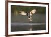 Osprey (Pandion Haliaeetus) Fishing at Dawn, Cairngorms Np, Highland, Scotland, UK, July-Peter Cairns-Framed Photographic Print