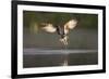 Osprey (Pandion Haliaeetus) Fishing at Dawn, Cairngorms Np, Highland, Scotland, UK, July-Peter Cairns-Framed Photographic Print