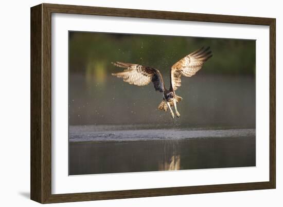 Osprey (Pandion Haliaeetus) Fishing at Dawn, Cairngorms Np, Highland, Scotland, UK, July-Peter Cairns-Framed Photographic Print