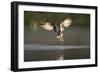 Osprey (Pandion Haliaeetus) Fishing at Dawn, Cairngorms Np, Highland, Scotland, UK, July-Peter Cairns-Framed Photographic Print