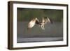 Osprey (Pandion Haliaeetus) Fishing at Dawn, Rothiemurchus Forest, Cairngorms Np, Scotland, UK-Peter Cairns-Framed Photographic Print