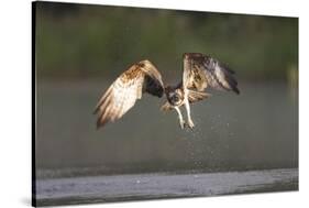 Osprey (Pandion Haliaeetus) Fishing at Dawn, Rothiemurchus Forest, Cairngorms Np, Scotland, UK-Peter Cairns-Stretched Canvas