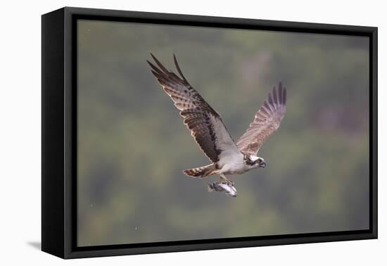 Osprey (Pandion Haliaeetus) in Flight, Fishing at Dawn, Rothiemurchus, Cairngorms Np, Scotland, UK-Peter Cairns-Framed Stretched Canvas