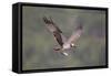 Osprey (Pandion Haliaeetus) in Flight, Fishing at Dawn, Rothiemurchus, Cairngorms Np, Scotland, UK-Peter Cairns-Framed Stretched Canvas