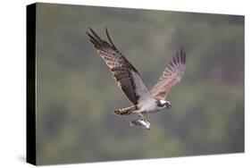 Osprey (Pandion Haliaeetus) in Flight, Fishing at Dawn, Rothiemurchus, Cairngorms Np, Scotland, UK-Peter Cairns-Stretched Canvas