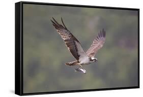 Osprey (Pandion Haliaeetus) in Flight, Fishing at Dawn, Rothiemurchus, Cairngorms Np, Scotland, UK-Peter Cairns-Framed Stretched Canvas