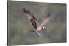 Osprey (Pandion Haliaeetus) in Flight, Fishing at Dawn, Rothiemurchus, Cairngorms Np, Scotland, UK-Peter Cairns-Stretched Canvas