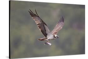 Osprey (Pandion Haliaeetus) in Flight, Fishing at Dawn, Rothiemurchus, Cairngorms Np, Scotland, UK-Peter Cairns-Stretched Canvas