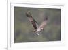 Osprey (Pandion Haliaeetus) in Flight, Fishing at Dawn, Rothiemurchus, Cairngorms Np, Scotland, UK-Peter Cairns-Framed Photographic Print
