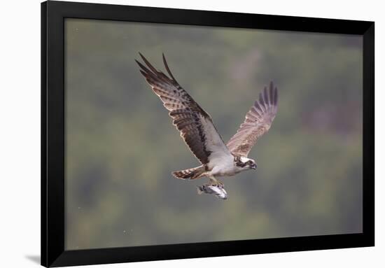 Osprey (Pandion Haliaeetus) in Flight, Fishing at Dawn, Rothiemurchus, Cairngorms Np, Scotland, UK-Peter Cairns-Framed Photographic Print