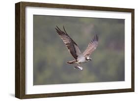 Osprey (Pandion Haliaeetus) in Flight, Fishing at Dawn, Rothiemurchus, Cairngorms Np, Scotland, UK-Peter Cairns-Framed Photographic Print