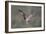 Osprey (Pandion Haliaeetus) in Flight, Fishing at Dawn, Rothiemurchus, Cairngorms Np, Scotland, UK-Peter Cairns-Framed Photographic Print