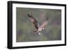 Osprey (Pandion Haliaeetus) in Flight, Fishing at Dawn, Rothiemurchus, Cairngorms Np, Scotland, UK-Peter Cairns-Framed Photographic Print