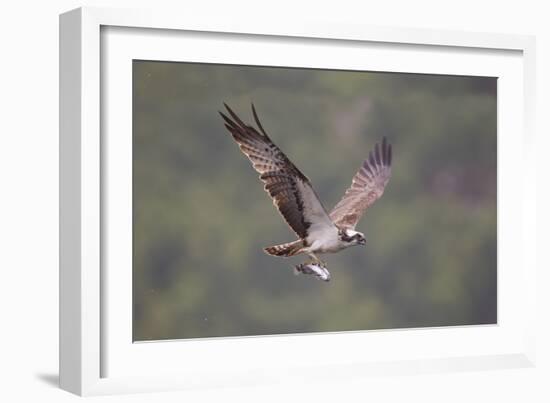 Osprey (Pandion Haliaeetus) in Flight, Fishing at Dawn, Rothiemurchus, Cairngorms Np, Scotland, UK-Peter Cairns-Framed Photographic Print