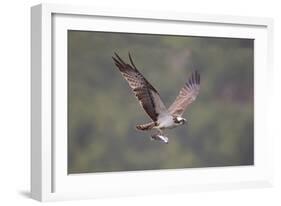 Osprey (Pandion Haliaeetus) in Flight, Fishing at Dawn, Rothiemurchus, Cairngorms Np, Scotland, UK-Peter Cairns-Framed Photographic Print