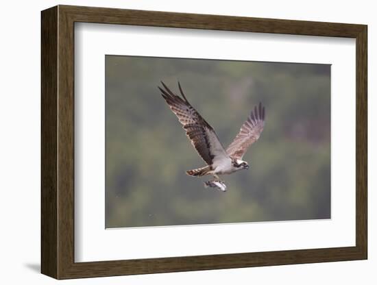 Osprey (Pandion Haliaeetus) in Flight, Fishing at Dawn, Rothiemurchus, Cairngorms Np, Scotland, UK-Peter Cairns-Framed Photographic Print