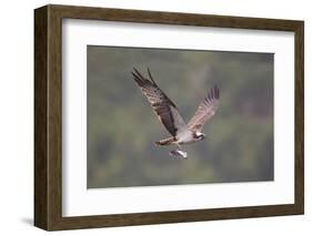 Osprey (Pandion Haliaeetus) in Flight, Fishing at Dawn, Rothiemurchus, Cairngorms Np, Scotland, UK-Peter Cairns-Framed Photographic Print