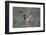 Osprey (Pandion Haliaeetus) in Flight, Fishing at Dawn, Rothiemurchus, Cairngorms Np, Scotland, UK-Peter Cairns-Framed Photographic Print