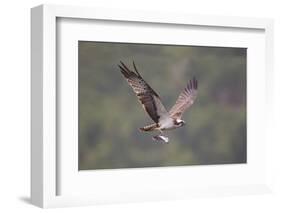 Osprey (Pandion Haliaeetus) in Flight, Fishing at Dawn, Rothiemurchus, Cairngorms Np, Scotland, UK-Peter Cairns-Framed Photographic Print